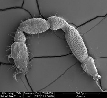 Media type: image;   Invertebrate Zoology 134640